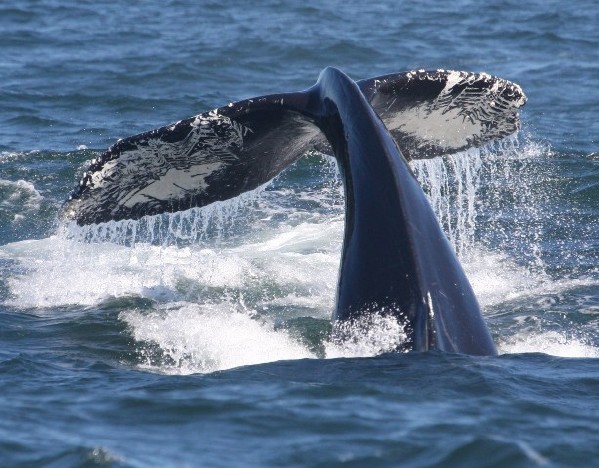 Humpback Whale
